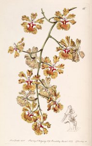 Tolumnia guttata (as syn. Oncidium luridum var. guttatum) by Miss Drake